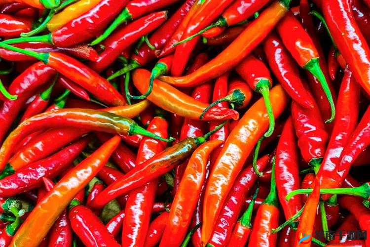 大香伊煮小辣椒成品：舌尖上的美味享受