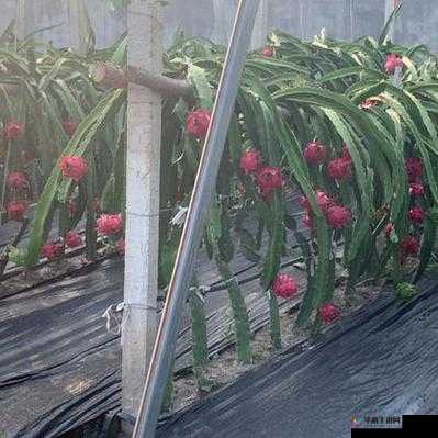 成品网站 W 灬源码火龙果：专业网站建设