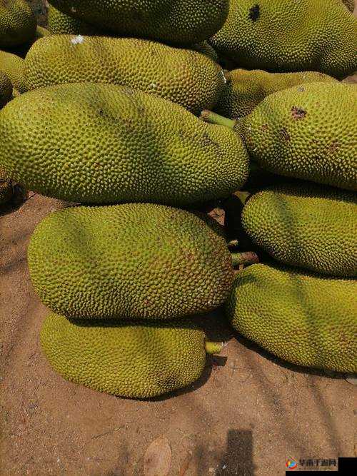 探秘亚精产品一三三三菠萝蜜的独特魅力