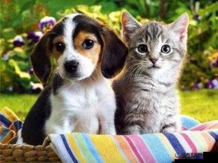 ZOOMSERVO 兽狗牧场：独特的宠物繁殖中心