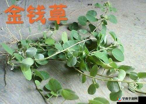 藤蔓进入男男稚嫩的尿孔 he 视频:探索禁忌之爱