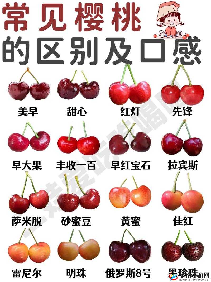 红颜樱桃与黄蜜樱桃的区别