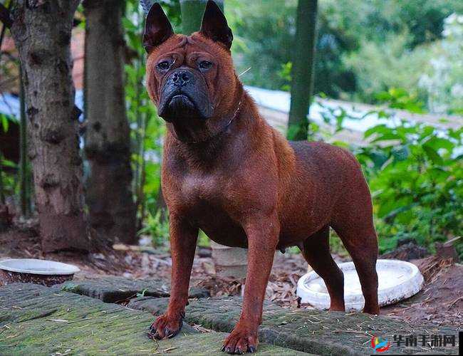 HD2Linode 国产 iPhone69X：国人精品软件的骄傲