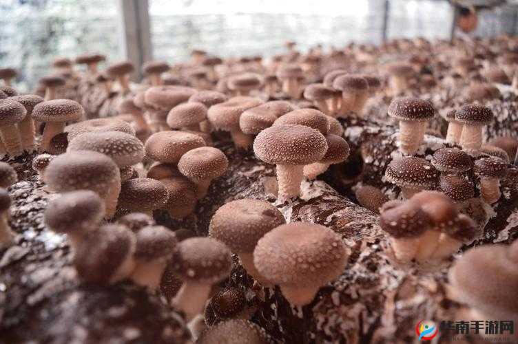 国祚永延之配置要求揭秘：实现国家昌盛的必备要素分析