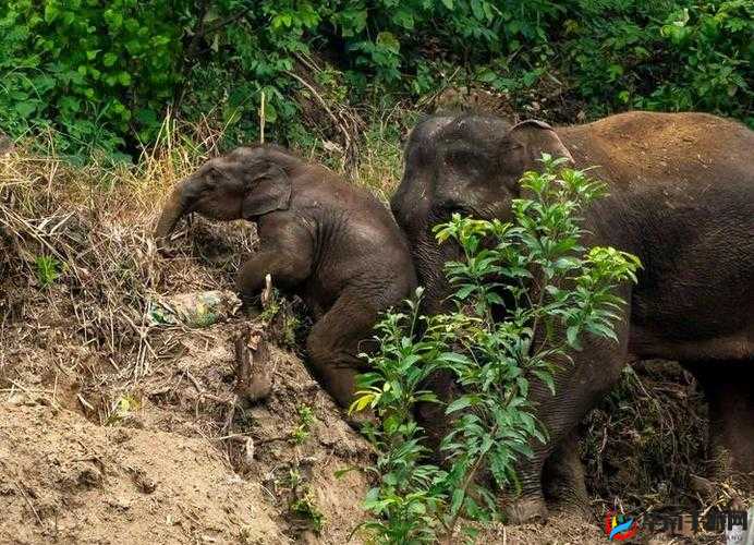 大象回家视频永不迷路2024蘑菇:神奇之旅