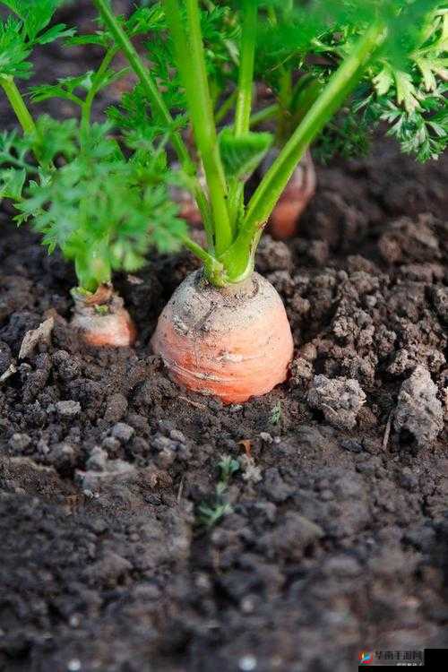 怎么拔萝卜更快：实用技巧大揭秘