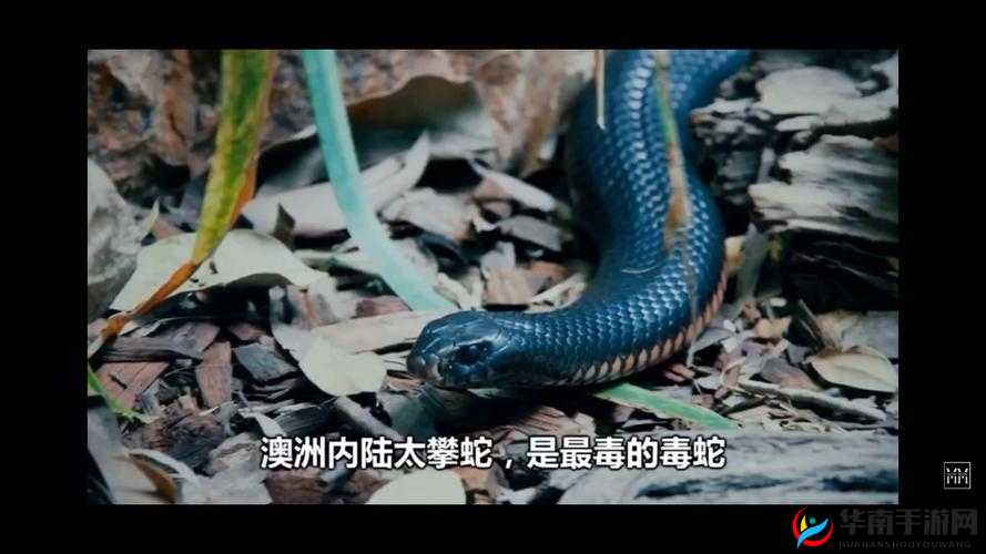 俄罗斯 copperhead：致命毒蛇