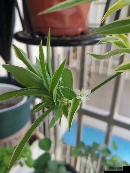 小白花被浇灌日常轻梦:成长之路