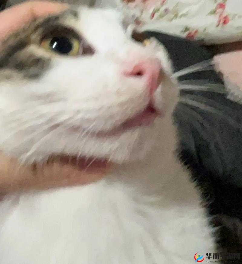 あばうとにいきますの歌詞:我们去约会吧