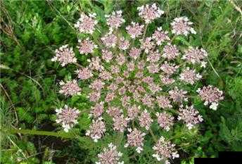 夜战十女不败的草药：神奇功效探秘