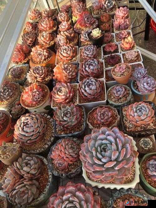 1V3 多肉玉娇香 HHHH 口术精彩呈现