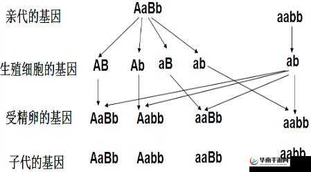 AABB 与 AAAA 区别：据说能找到齐全视频资源