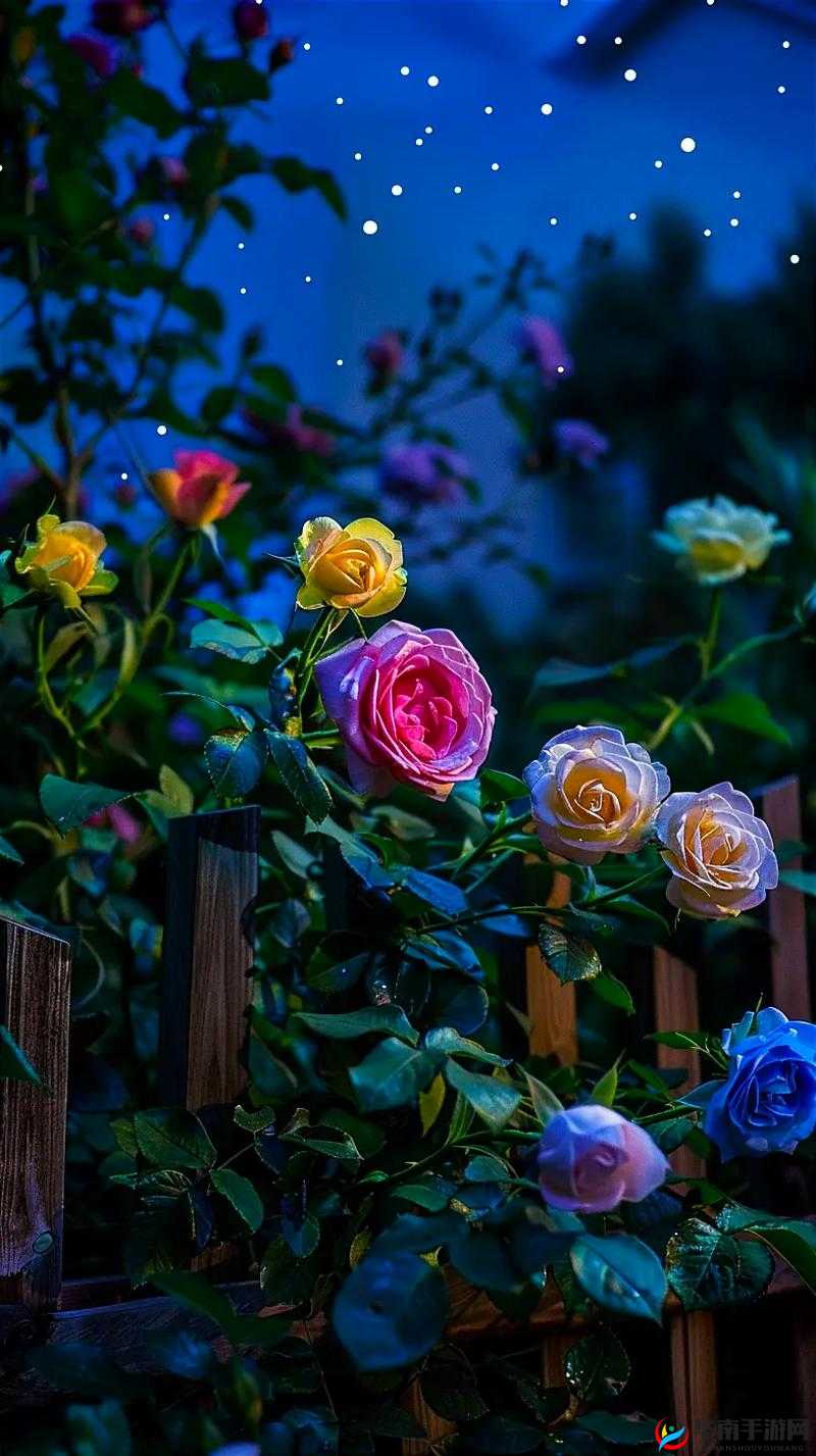 无人区玫瑰与夜色玫瑰的区别-特点解析