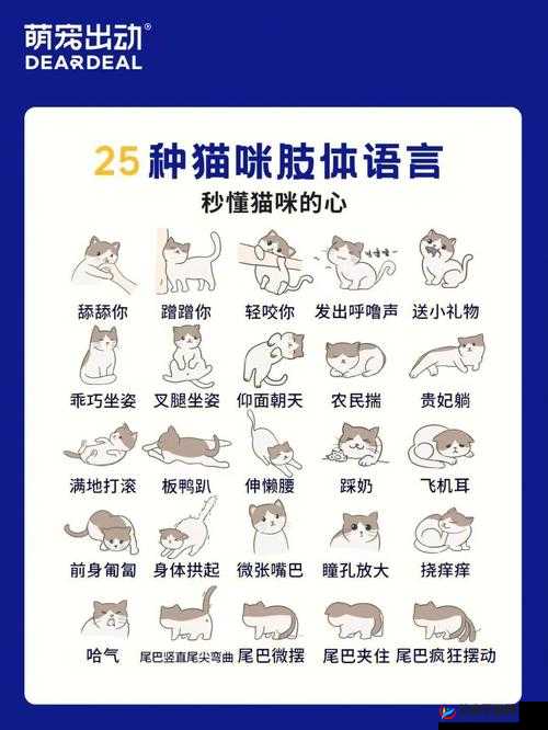 猫之城情绪测试攻略全解析:如何正确选择答案以获取最佳体验