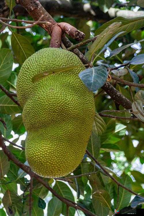 亚洲日产菠萝蜜：优质水果产地之选