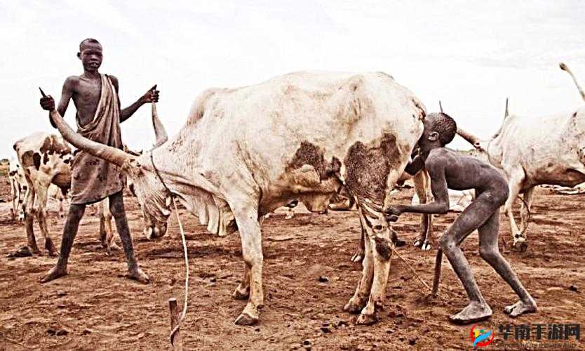 非洲人性功能强大跟什么有关：探寻背后因素