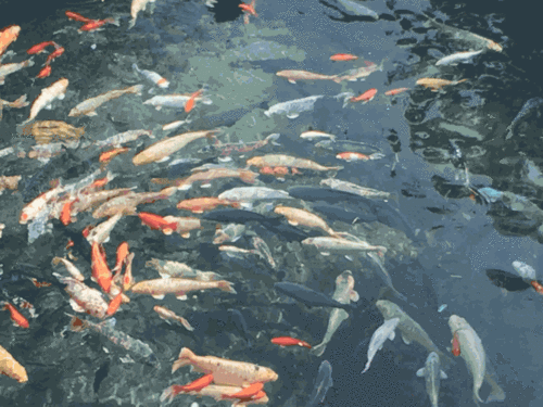 阴沟出水白浆动态:令人震惊的画面