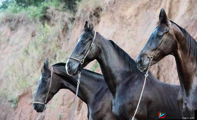 最新的 ZOOM 动物马:神奇的存在