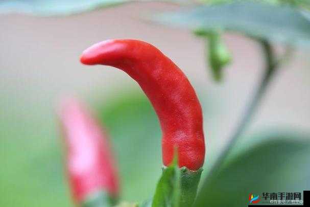 大香伊煮小辣椒精彩成品呈现