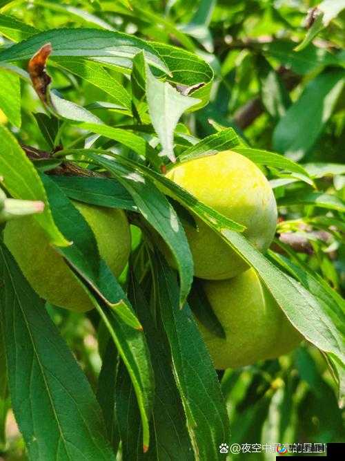 香蕉菠萝水蜜桃黄瓜丝瓜秋葵评测：水果与蔬菜的口感大比拼