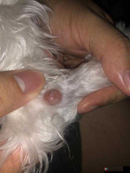 狗狗的东西又硬又长怎么办：专家建议