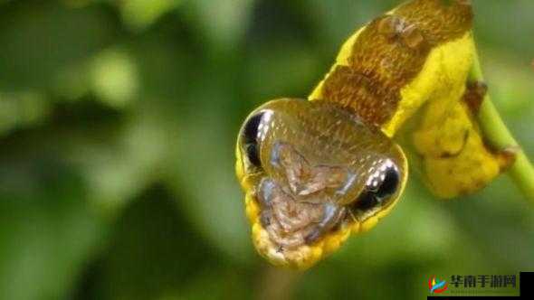 他的舌头探入蜜源毛毛虫说说：探索未知的奇妙之旅