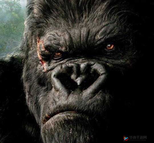 人与兽 videa 奥美片:跨越物种的爱与欲望