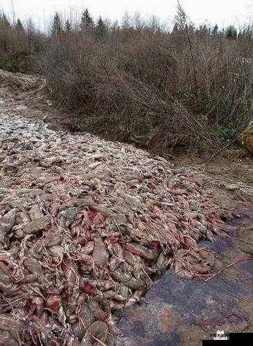 AAAA 级毛皮最火的一句更新太慢：等更新，急死人