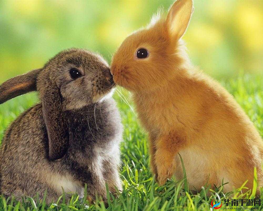 前面两只小白兔上下晃动：萌趣瞬间