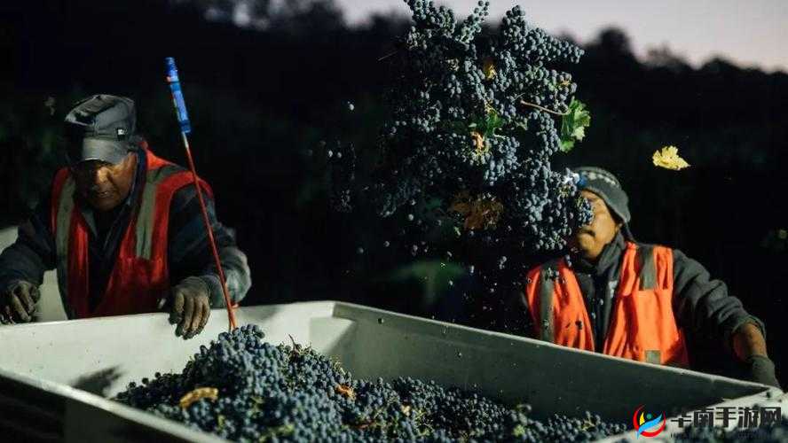 葡萄不准掉出来晚上检查：需严格遵守的规定