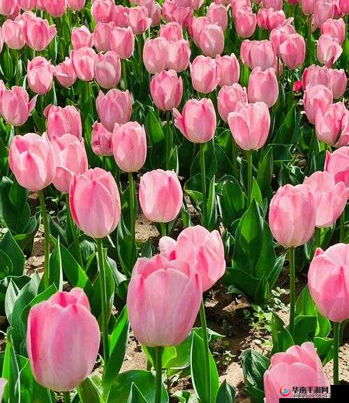 花丛中的温柔之埋