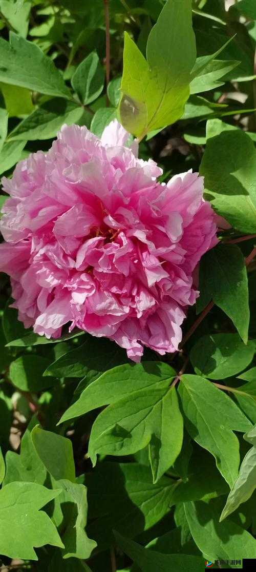 b 站推广网站入口 2024- 你不能错过的精彩内容