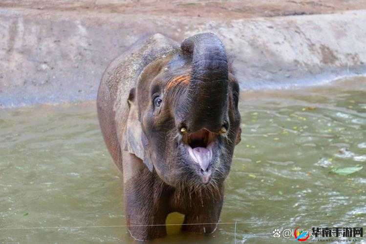 x7x7 任意噪入口直达大象：探索未知世界的奇妙之旅