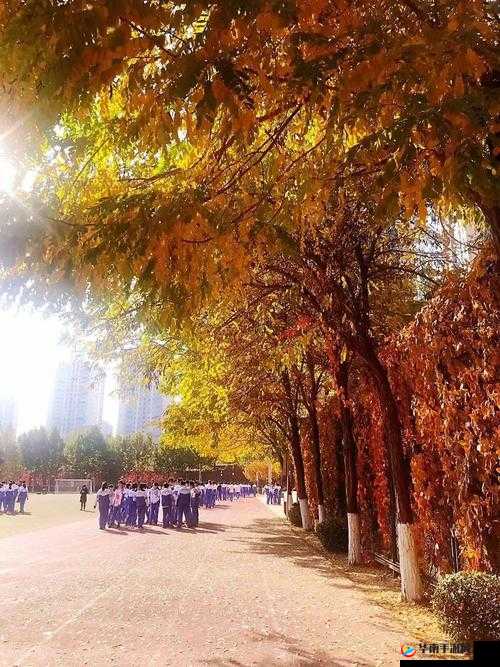 朝阳初升校园 1-1h：青春活力的开启