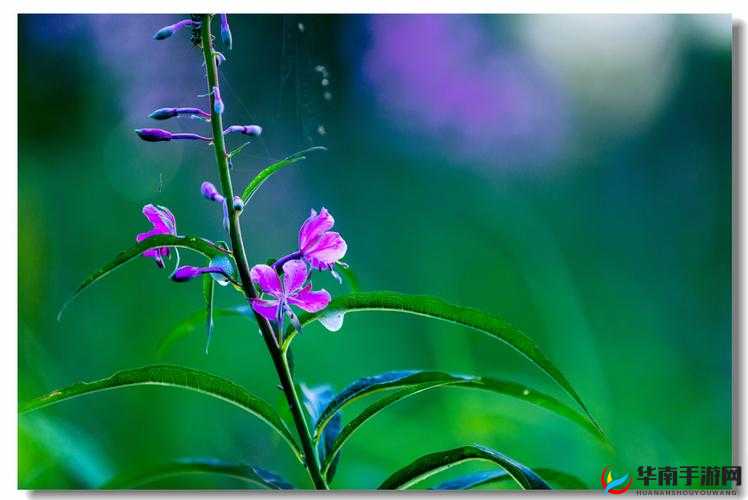 野花社区 WWW 三无限播放：畅享精彩无极限