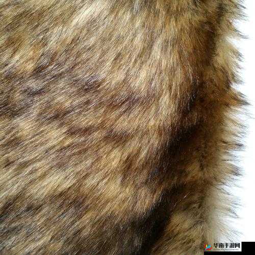 AAAA 级毛皮是纯还是仿:深入探究真相