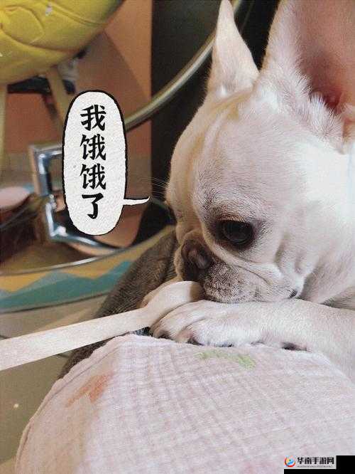 可爱的小洞肚子饿了，想吃美味的大火腿肠