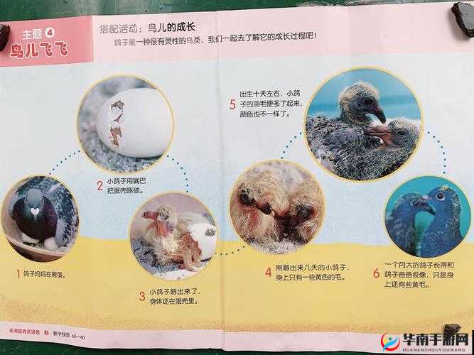 雏鸟幼儿小学生短视频：成长的精彩瞬间