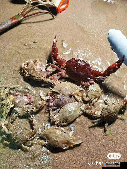 金铲子的神奇用途等你来发现