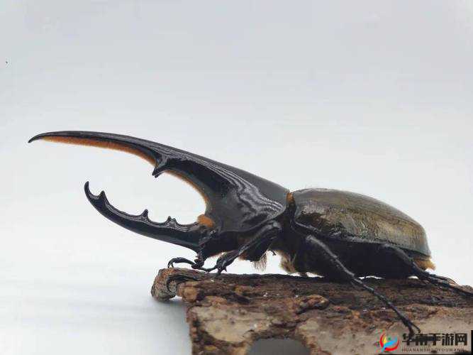 九色蝌蚪窝：探秘奇妙世界