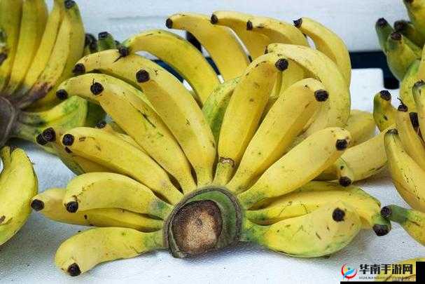国产香蕉与进口香蕉价格比较：谁更具优势