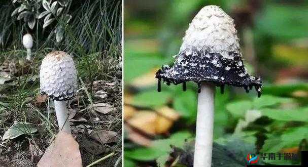 撒尿 BBWBBWBBW 毛黑的奇特经历