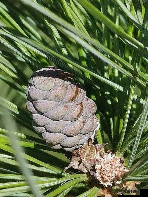 关于幻塔松果的深度解析:松果的形态与特性介绍