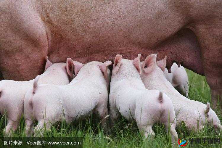 ZOOMKOOL 牧场视频猪的可爱日常