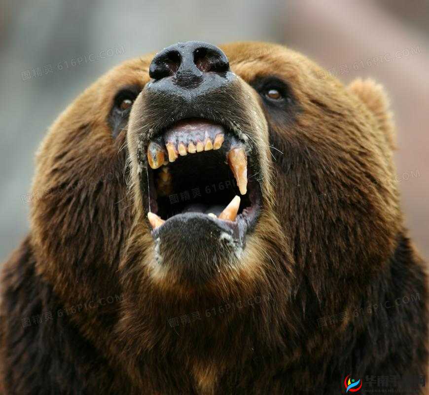 HD100%VENDOS：全新优质产品