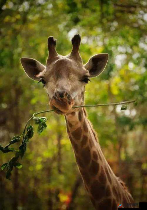 品色堂日韩：精彩日韩内容等你来赏