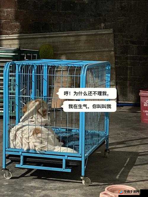 老牛嫩草一二三产品区别是什么：详细解读