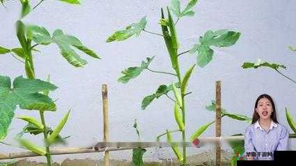 秋葵视频丝瓜视频：关于它们的介绍