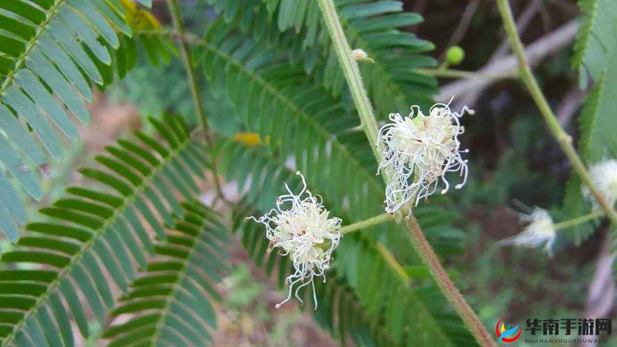 含羞草 2024 隐藏路径探索