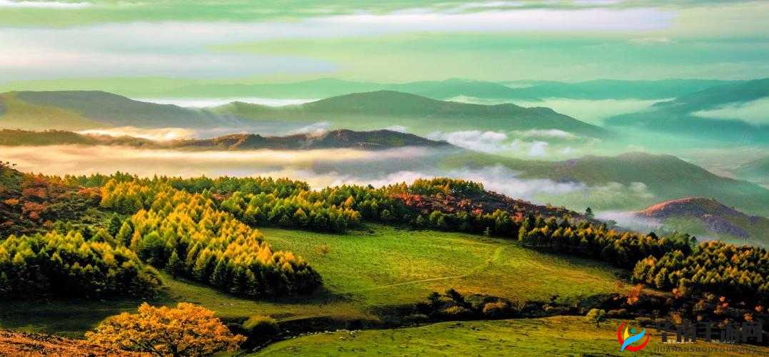 黄www 的独特魅力与精彩呈现